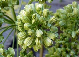 z dzięgla arcydzięgla lecznicze właściwości