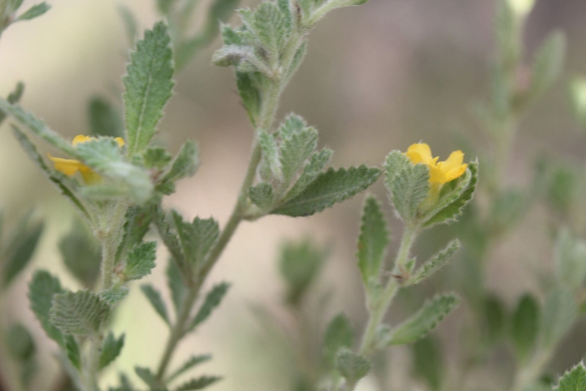 Liść Damiana właściwości zastosowanie przepisy tradycyjne