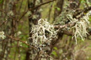 Płucnica islandzka właściwości przepisy
