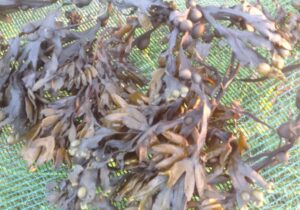 Suszone wodorosty algi morszczynu