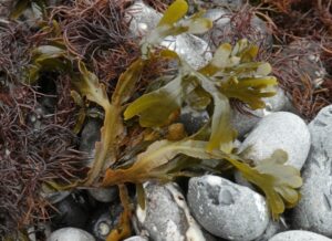 na co morszczyn pomaga