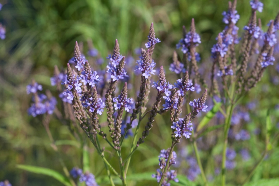 niebieska werbena krzaczasta hastata właściwości na co pomaga
