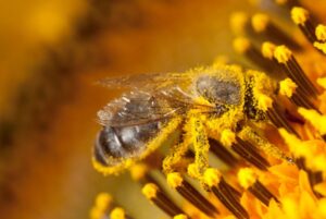 pyłek pszczeli właściwości na co pomaga pyłek kwiatowy