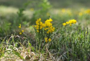 janowiec barwierski Genista tinctoria właściwości