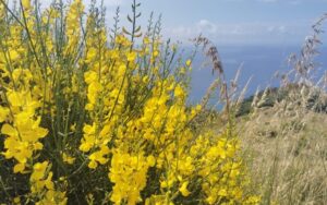 janowiec barwierski na co pomaga