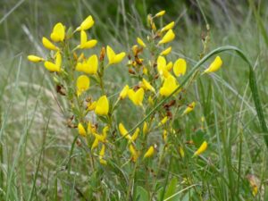 janowiec roślina właściwości