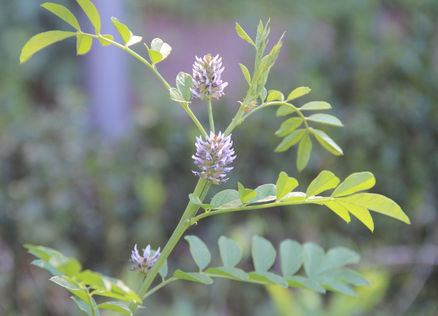 Korzeń lukrecji na odporność, trawienie, równowagę hormonalną