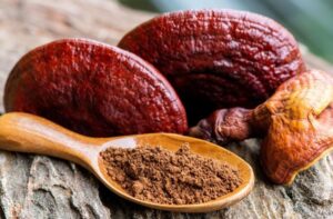Reishi – grzyb długowieczności, równowagi i wewnętrznego spokoju