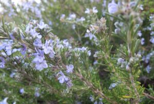Rosmarinus officinalis właściwości na co pomaga Rosmarinus salvia rosmarinus