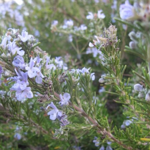 Rosmarinus officinalis właściwości na co pomaga Rosmarinus salvia rosmarinus