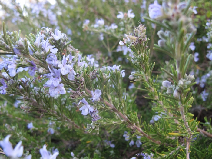 Rozmaryn Rosmarinus officinalis