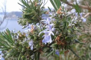 Rozmaryn lekarski Salvia rosmarinus