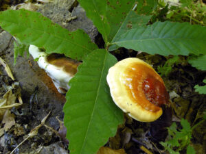 reishi lakownica lakownica lśniąca Ganoderma lucidum