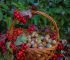 dzikie owoce skarby jesieni na kuracje domowe
