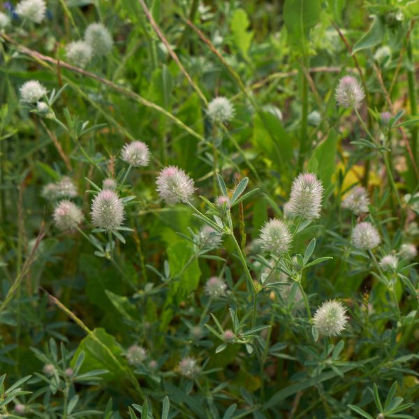 Koniczyna polna Trifolium arvense pospolita roślinka o szerokim działaniu