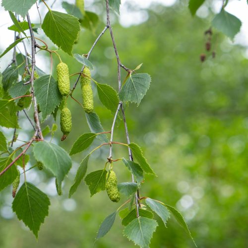 Młode gałązki i liście brzozy w tradycyjnym zielarstwie